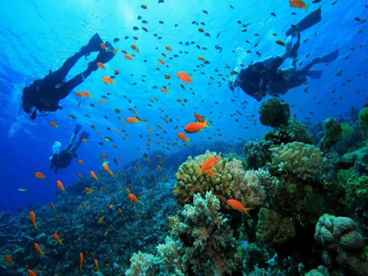 Karang keras di bawah permukaan laut