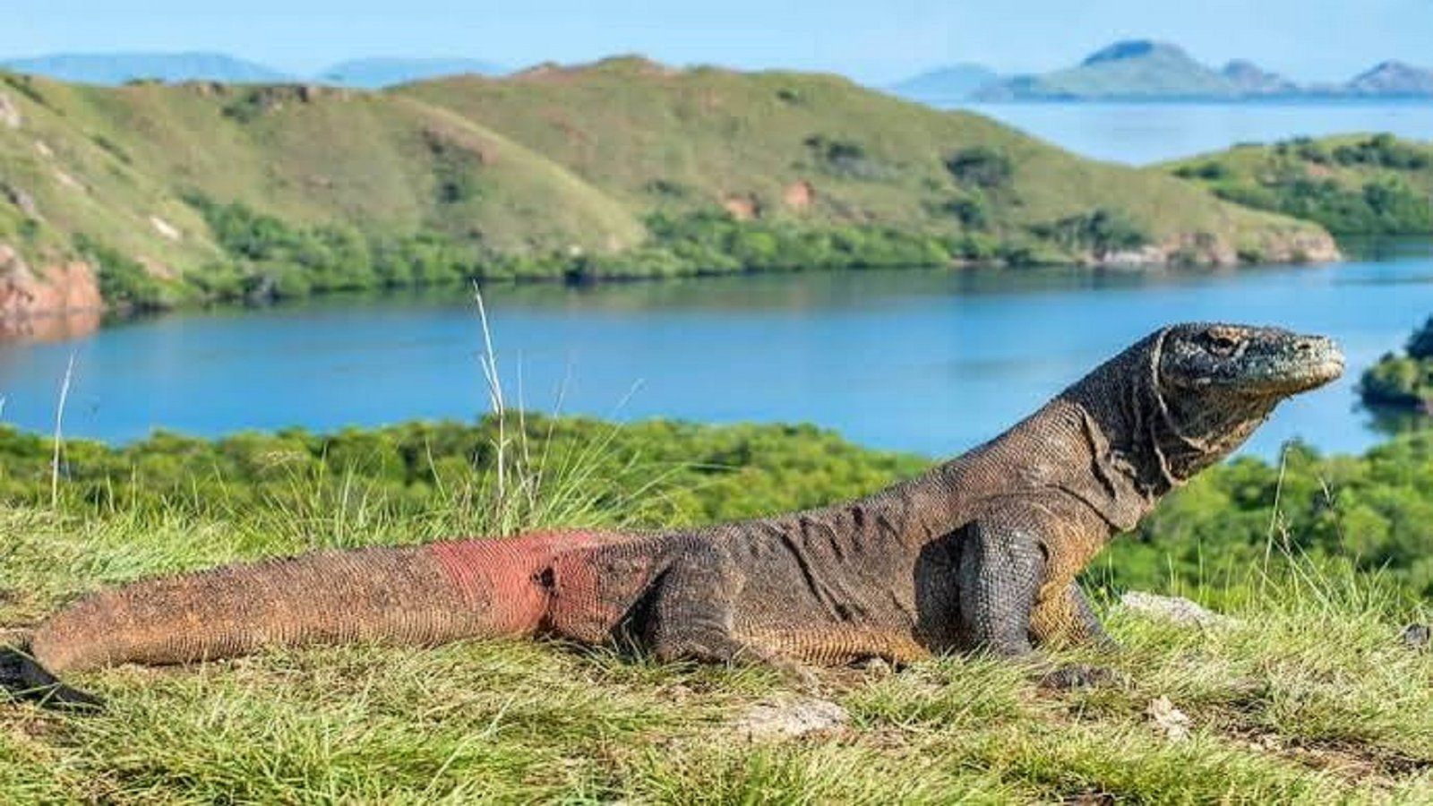 Komodo dragon di habitat aslinya