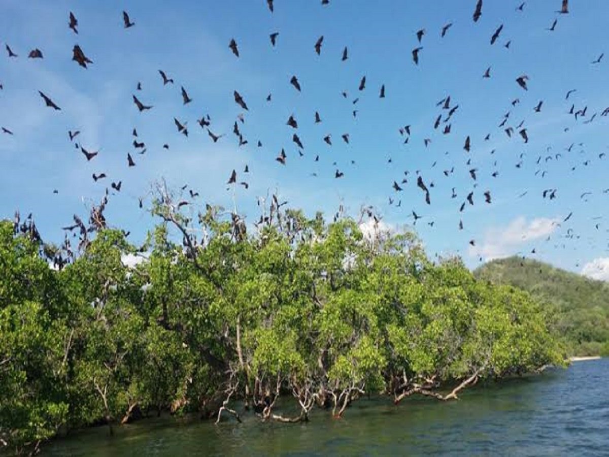 Komodo beristirahat di Pulau Rinca